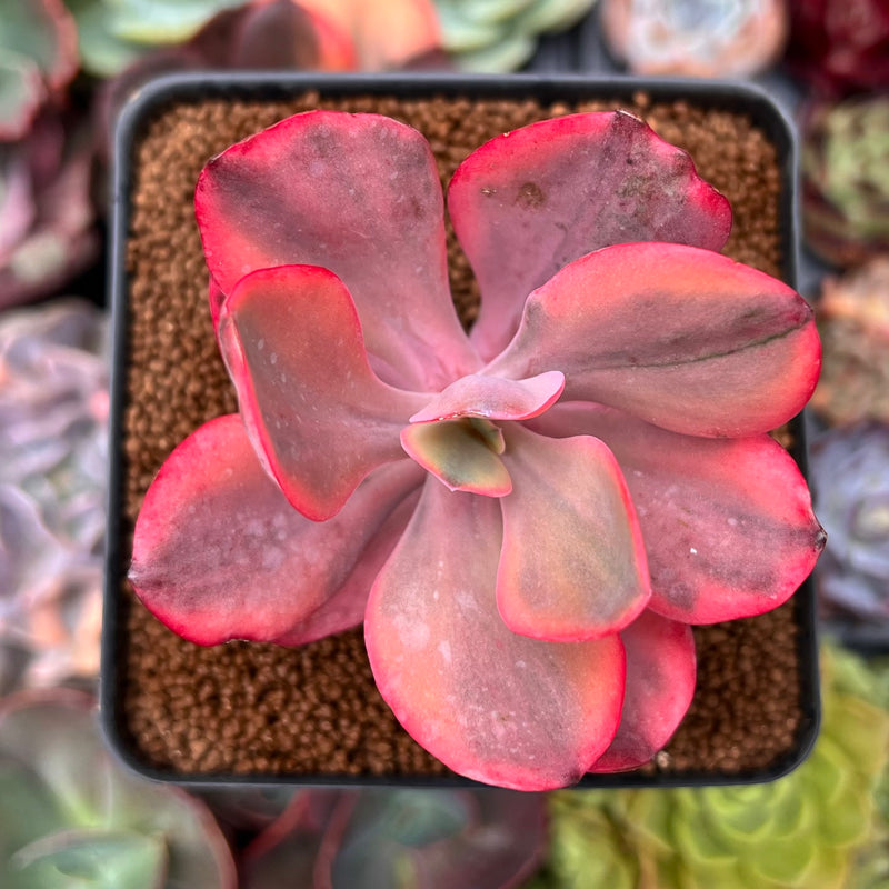 Echeveria 'Angel Wings' Variegated 3" Succulent Plant