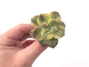 Graptopetalum Purple Delight Variegated 2" Rare Succulent Plant