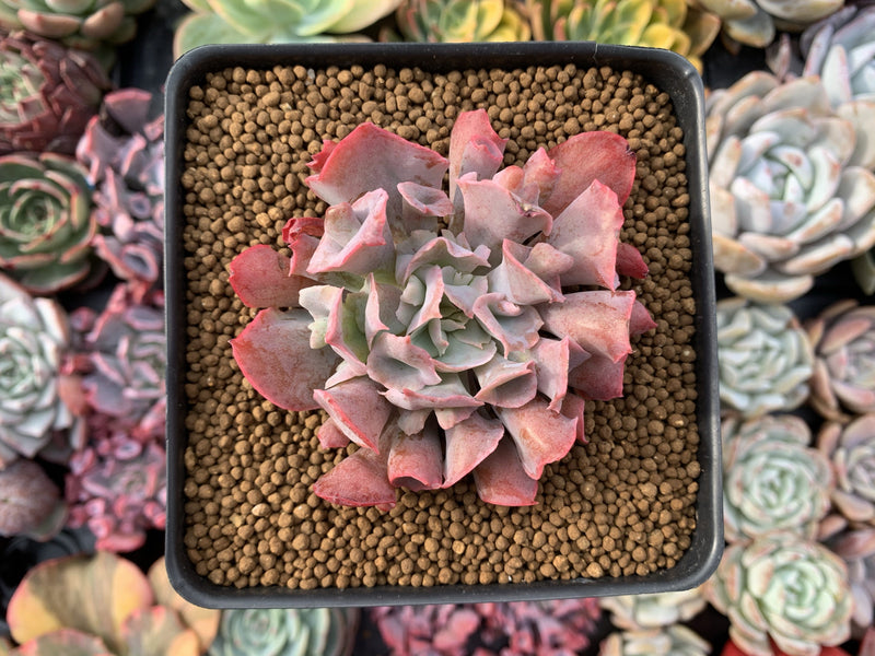 Echeveria 'Trumpet Pinky' 2"-3” Succulent Plant