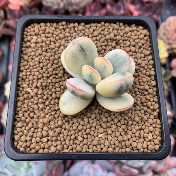 Cotyledon 'Orbiculata' Variegated 2" Succulent Plant