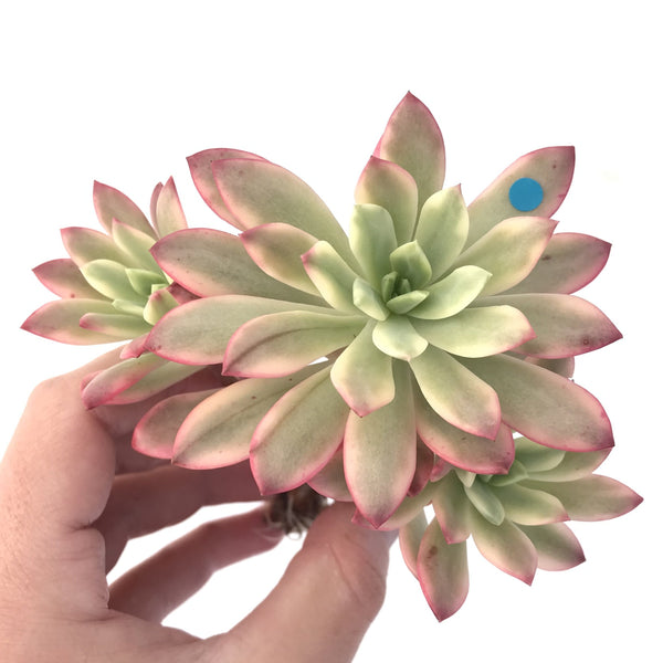 Echeveria 'Minibelle' Variegated Cluster 3"-4" Succulent Plant