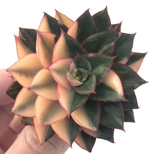 Echeveria 'Monocerotis' Variegated 3" Succulent Plant