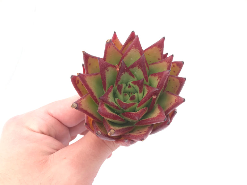 Echeveria Agavoides 'Orange Ebony’ 2” Rare Succulent Plant