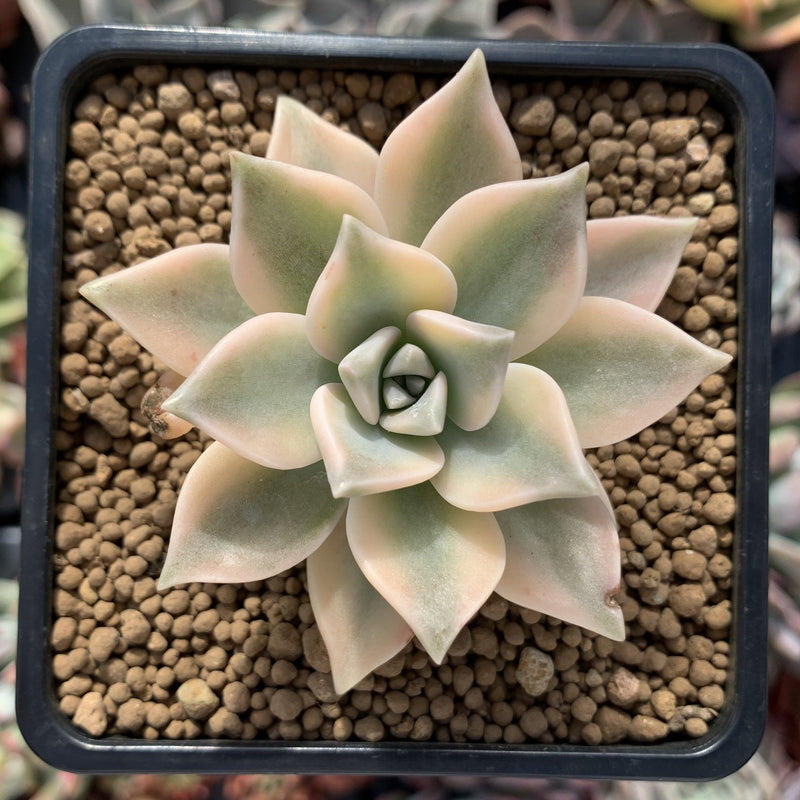 Graptopetalum 'Paraguayense' Variegated 3" Succulent Plant