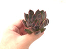 Echeveria Agavoides 'Magic Plot' 2" Rare Succulent Plant