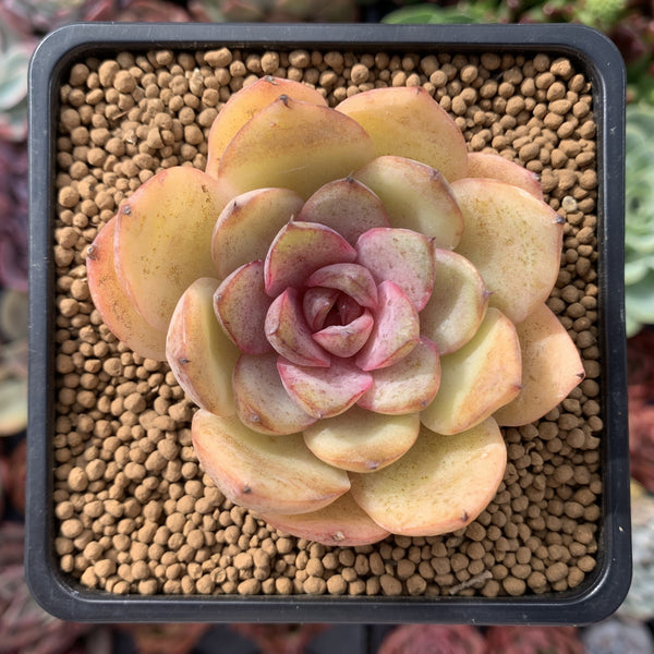 Echeveria 'Mirine' 2" Succulent Plant