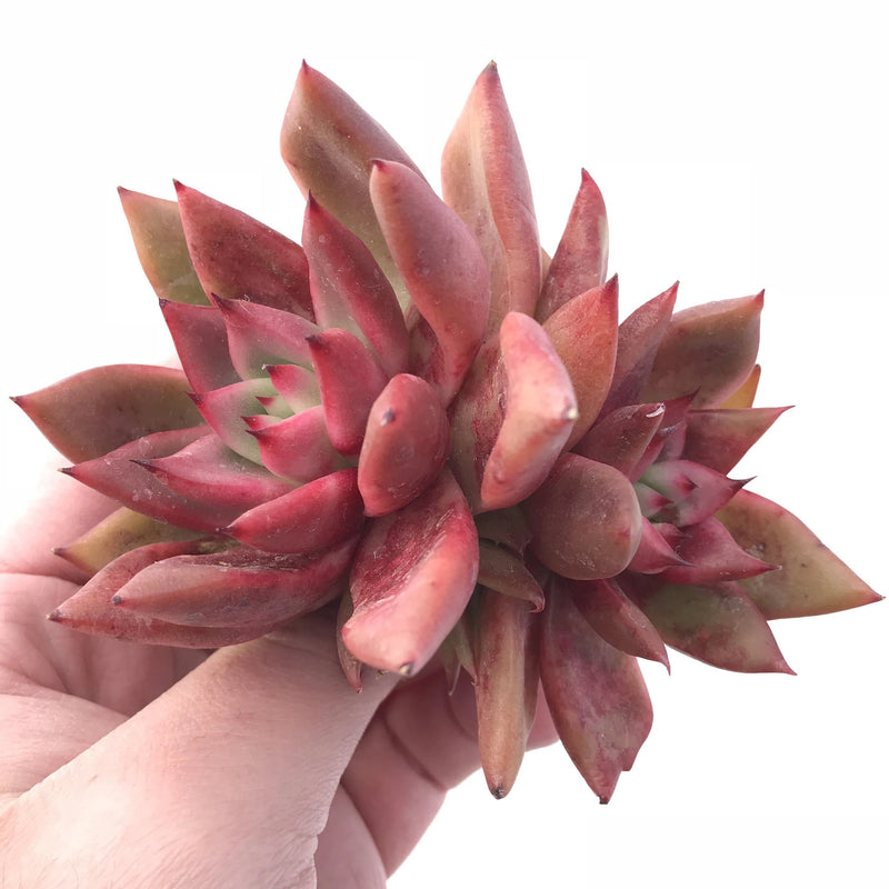 Echeveria Agavoides Mundy Cluster 4” Rare Succulent Plant