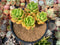 Echeveria 'Peridot' 4" Cluster Succulent Plant