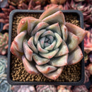 Echeveria sp. 4" Succulent Plant