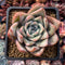 Echeveria sp. 4" Succulent Plant