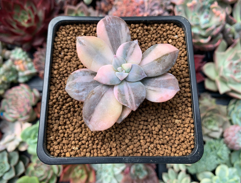 Quetzalcoatlia 'Pentandra Superba' Variegated 2" Succulent Plant (Formerly Graptopetalum 'Pentandrum Superbum' Variegated)