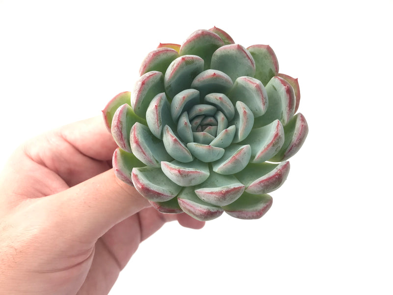 Echeveria 'Youth' 4" Powdery Succulent Plant