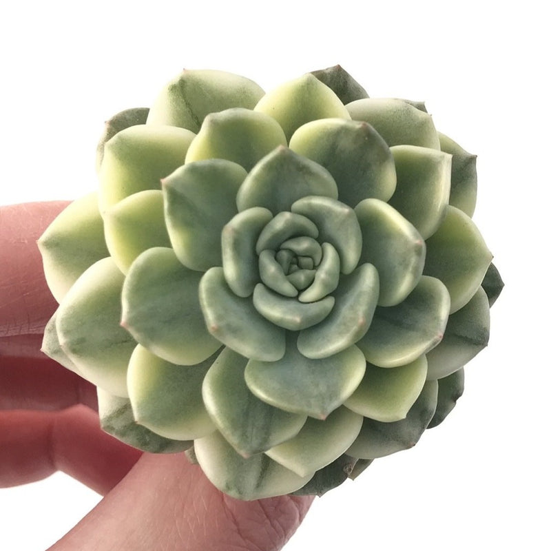 Echeveria 'Tinker Bell' Variegated 2" Succulent Plant