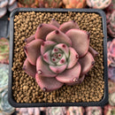 Echeveria Agavoides 'Red Ebony' 2"-3" Succulent Plant