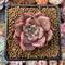 Echeveria Agavoides 'Red Ebony' 2"-3" Succulent Plant