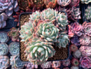 Echeveria 'Tippy' Crested Cluster 4" Succulent Plant