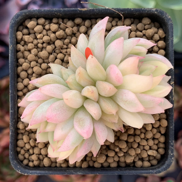 Echeveria 'Mebina' Variegated 1" Small Succulent Plant