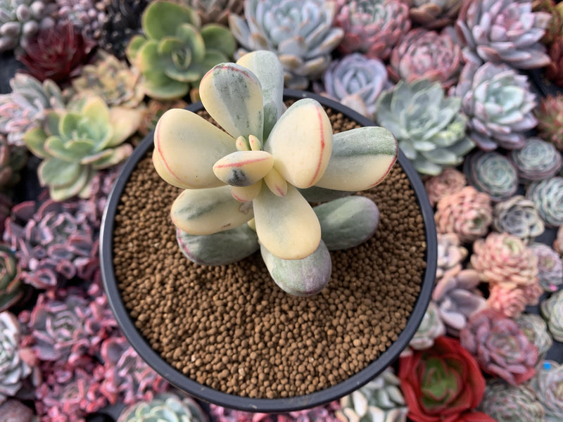 Cotyledon 'Orbiculata' Variegated 4" Large Very Rare Succulent Plant