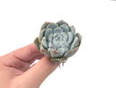 Echeveria 'Snow Bunny' 3" Powdery Succulent Plant