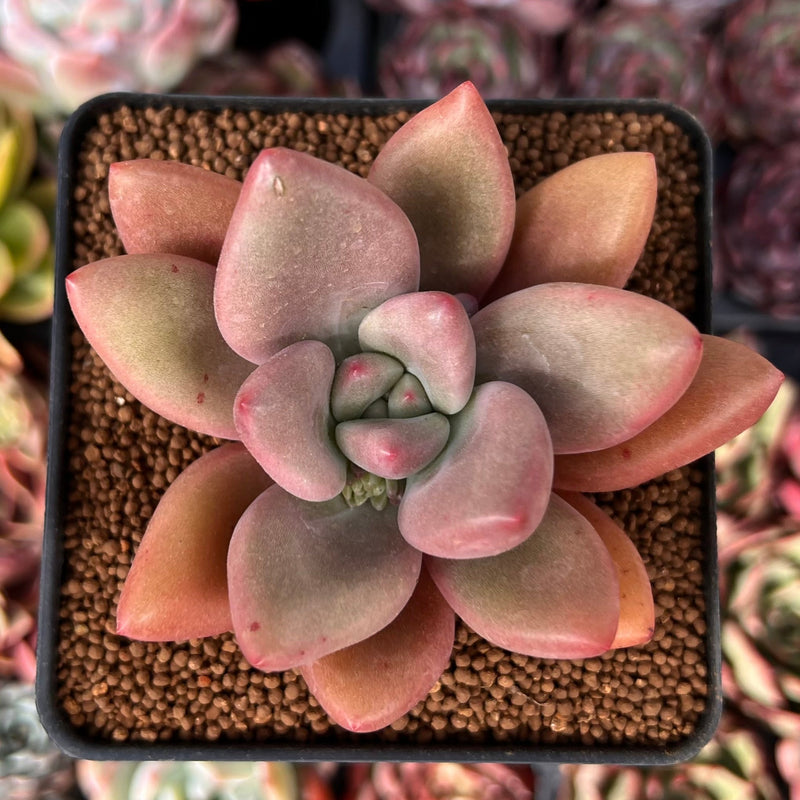 Graptoveria 'Ruby Donna' 3" Succulent Plant