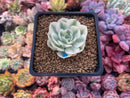 Echeveria 'Compton Carousel' Variegated 2" Succulent Plant