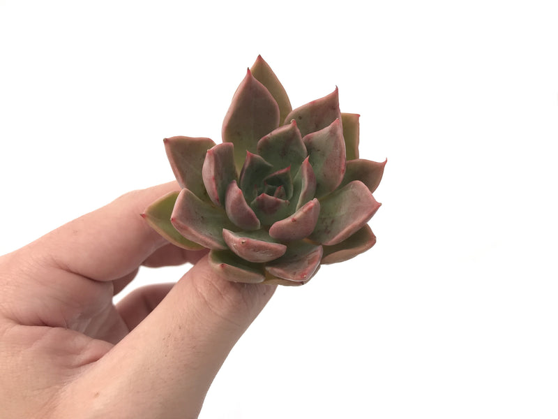 Echeveria Agavoides 'Charbonnier' New Hybrid 2"-3" Succulent Plant