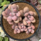 Graptopetalum 'Amethystinum’ 4” Cluster Succulent Plant