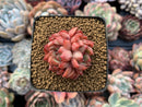 Echeveria 'Mebina' Non-Variegated Small 1"-2" Succulent Plant