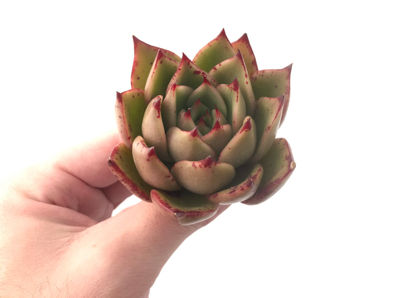 Echeveria Agavoides 'Padma' 4" Succulent Plant