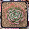 Echeveria Agavoides 'Red Glow' 2"-3" Succulent Plant