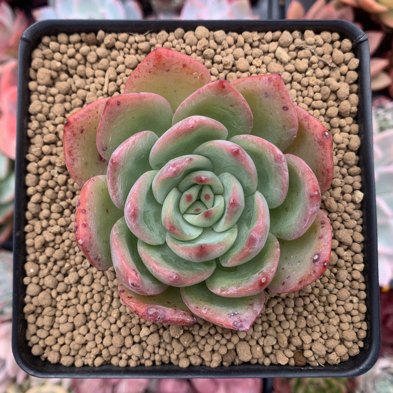 Echeveria Agavoides 'Red Glow' 2"-3" Succulent Plant