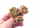 Echeveria Agavoides Unique Specimen 3” Rare Succulent Plant