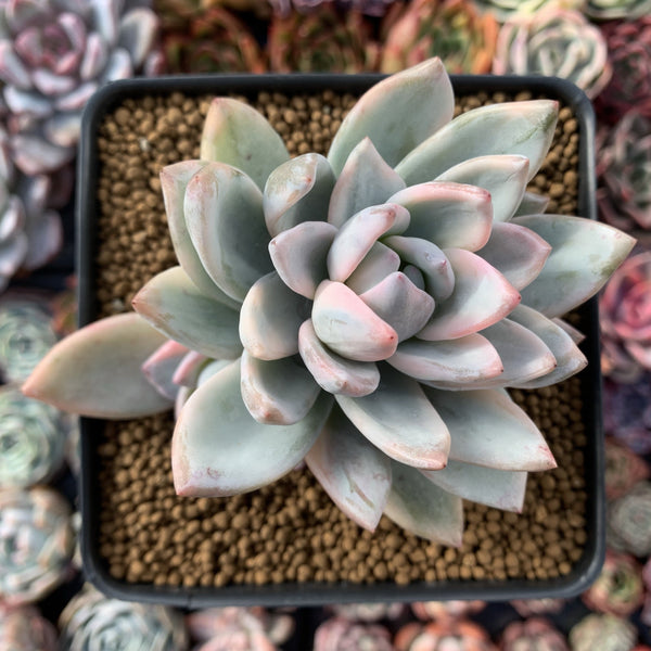 Pachyveria 'Simonoasa' Variegated 3"-4" Powdery Succulent Plant