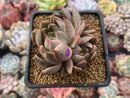 Echeveria Agavoides 'Magic Plot' 2" Succulent Plant