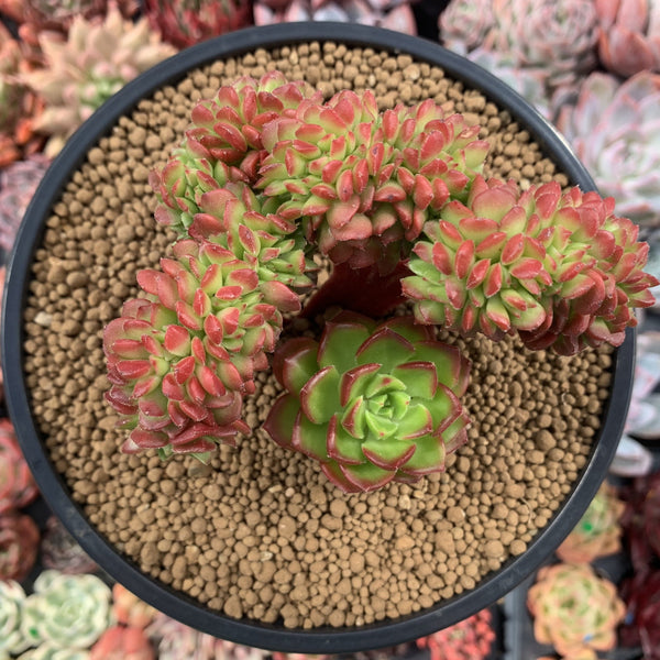 Sedeveria 'Letiza' Crested Cluster 4"-5" Succulent Plant