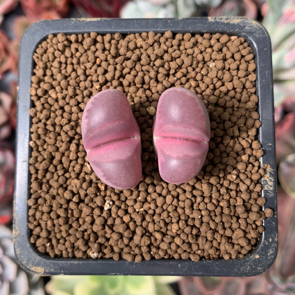 Lithops 'Rubra Optica' 1" Succulent Plant