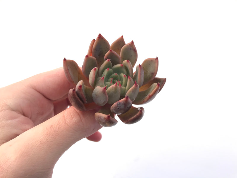 Echeveria Agavoides 'Magic Plot' 2" Succulent Plant