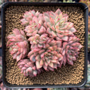 Echeveria 'Mebina' Variegated 4" Cluster Succulent Plant