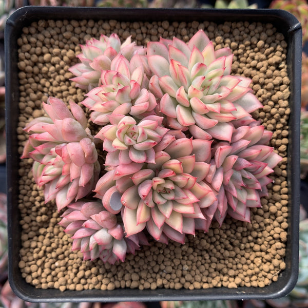 Echeveria 'Mebina' Variegated 4" Cluster Succulent Plant