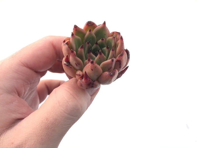 Echeveria Agavoides 'Sarabony' 1" Cluster Succulent Plant