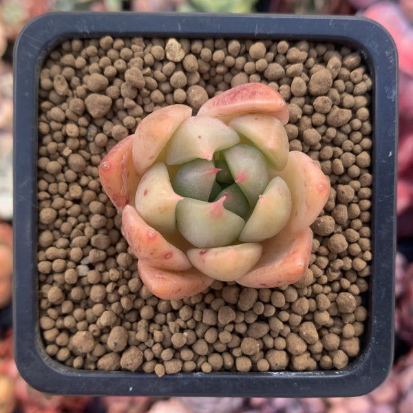 Echeveria Agavoides 'Chimera' 1" Small Succulent Plant