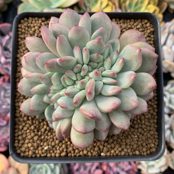 Echeveria 'Ariel' Crested 3"-4" Succulent Plant