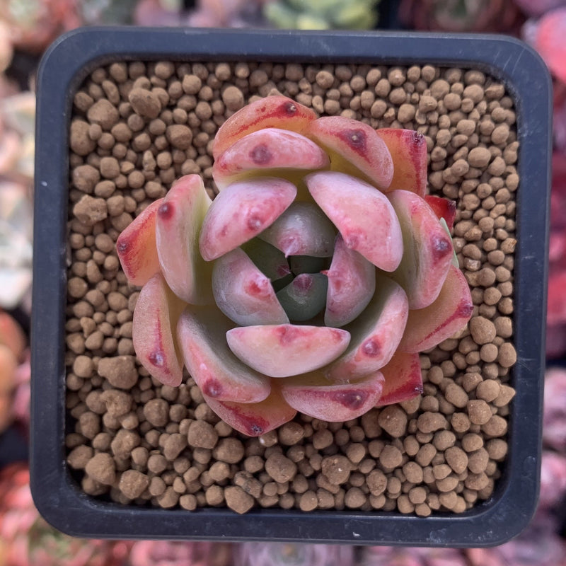 Echeveria 'Lindysana' Hybrid 1"-2" Succulent Plant