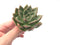 Echeveria Agavoides 'White Champaign' 4" Succulent Plant