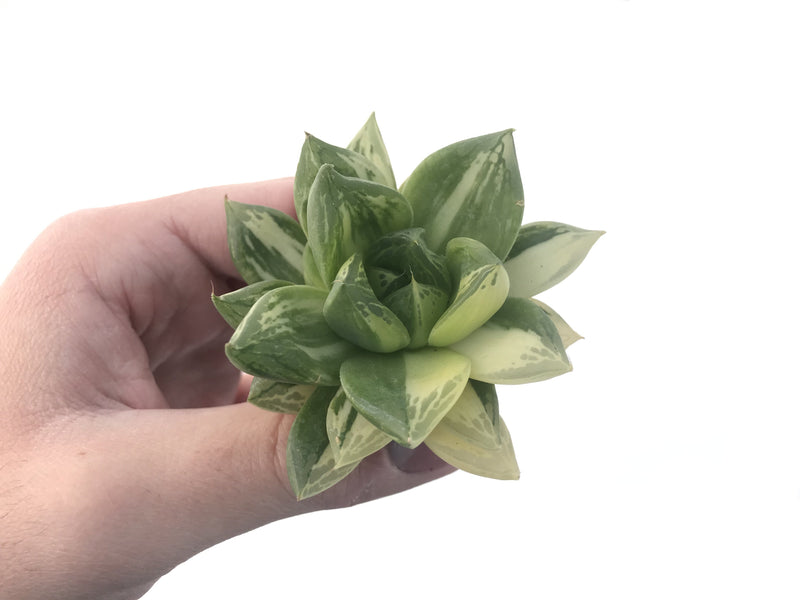 Haworthia 'Cymbiformis' Variegated 3" Succulent Plant