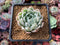 Echeveria 'Angel-In-Us' Variegated 2" Succulent Plant