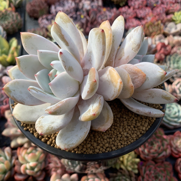 Echeveria 'Ivory' Double Headed Cluster 6" Succulent Plant