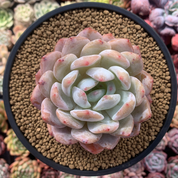 Echeveria 'Orange Monroe' 4" Succulent Plant