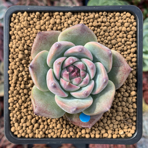 Echeveria 'Momotarou' 1"-2" Succulent Plant