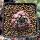 Echeveria Agavoides 'Black Sapphire' New Hybrid 1" Small Succulent Plant